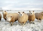 schapen in de sneeuw